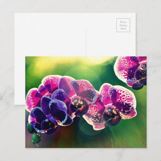 Dayspring Orchid Postkarte (Vorne/Hinten)