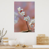 Dazzend japanische Aprikosenblüten Poster (Küche)