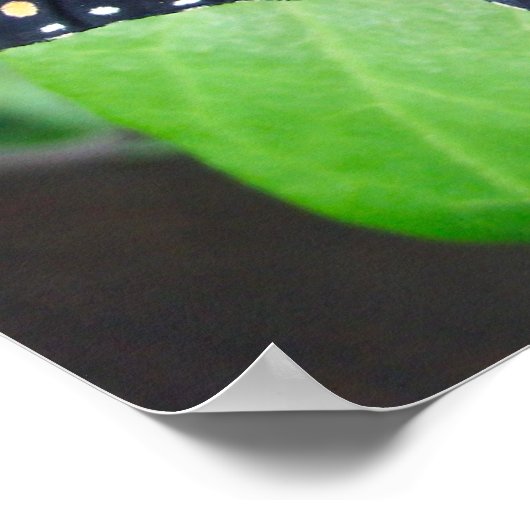 Dazzling Butterfly Poster (Ecke)