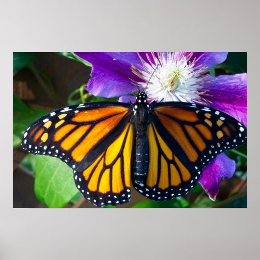 Dazzling Butterfly Poster (Vorne)