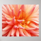 Dazzling Dahlia Blume Poster (Vorne)