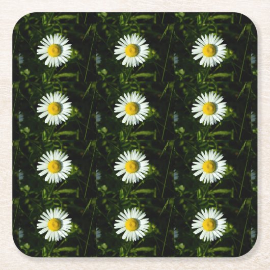 Dazzling Daisy Paper Untersetzer (Vorderseite)