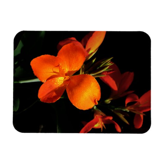 Dazzling Orchid Foto Magnet (Horizontal)