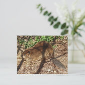 DC - Funny Beaver Postkarte (Stehend Vorderseite)