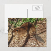 DC - Funny Beaver Postkarte (Vorne/Hinten)