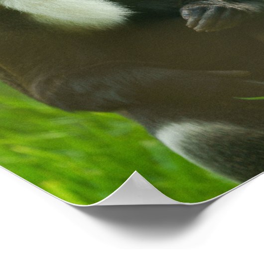 De Brazza Poster (Ecke)