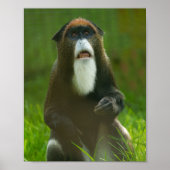 De Brazza Poster (Vorne)