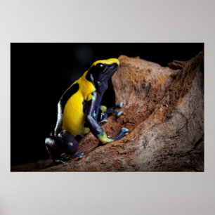 De gele en blauwe kikker van het vergiftpijltje poster