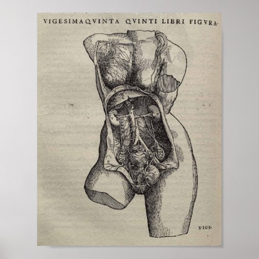 De Humani Corporis Poster (Vorne)