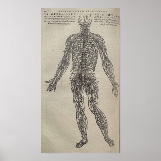 De Humani Corporis Poster (Vorne)