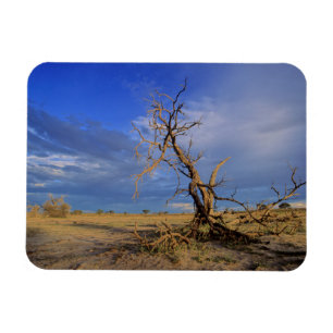 Dead Camel Thorn (Acacia Erioloba) Tree Magnet
