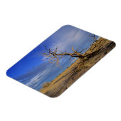 Dead Camel Thorn (Acacia Erioloba) Tree Magnet (Linke Seite)