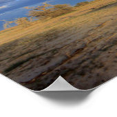 Dead Camel Thorn (Acacia Erioloba) Tree Poster (Ecke)