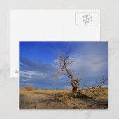 Dead Camel Thorn (Acacia Erioloba) Tree Postkarte (Vorne/Hinten)