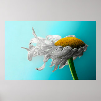 Dead Daisies Seldom Lie Poster