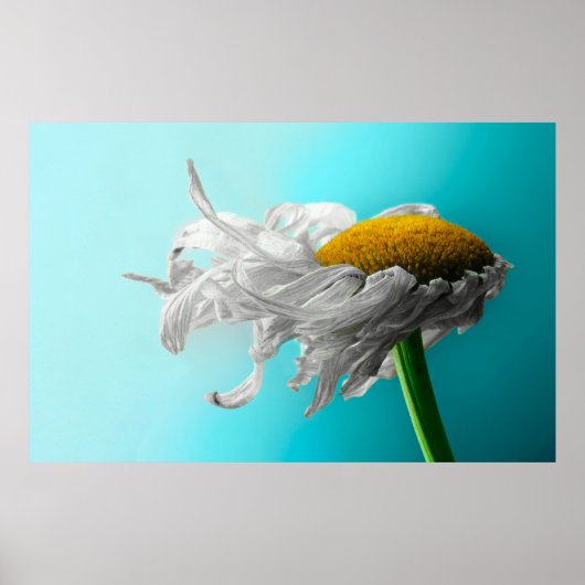 Dead Daisies Seldom Lie Poster (Vorne)