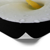 Dead Drop White Arum Lily Poster (Ecke)