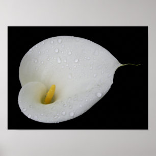 Dead Drop White Arum Lily Poster
