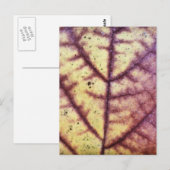 Dead Leaf Texture Postcard Postkarte (Vorne/Hinten)
