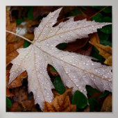 Dead on Fallen Autumn Blätter Fotografie Poster (Vorne)