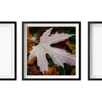 Dead on Fallen Autumn Blätter Fotografie