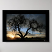 Dead Tree Sunset Poster (Vorne)
