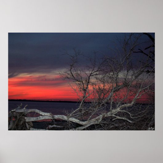Dead Tree Sunset, S Cyr Poster (Vorne)
