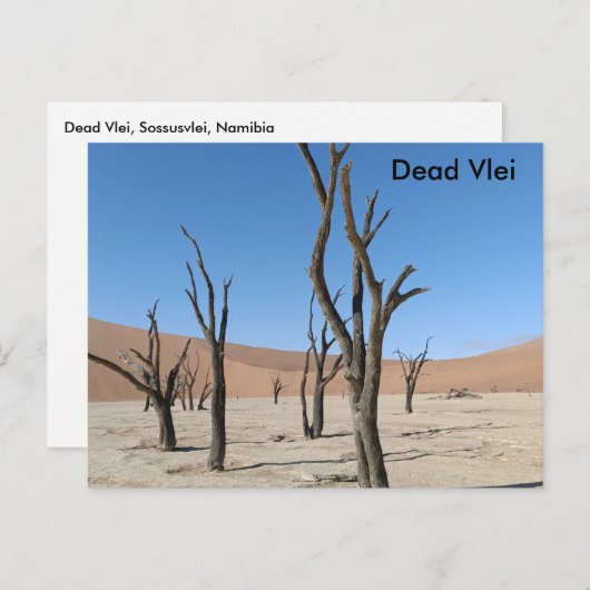Dead Vlei, Namibia Postcard Postkarte (Vorne/Hinten)