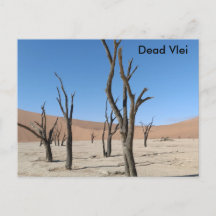 Dead Vlei, Namibia Postcard