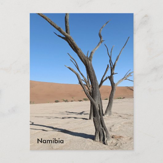 Dead Vlei, Namibia Postcard Postkarte (Vorderseite)