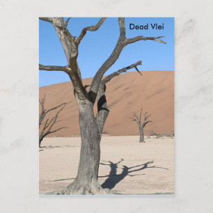 Dead Vlei, Namibia Postcard Postkarte