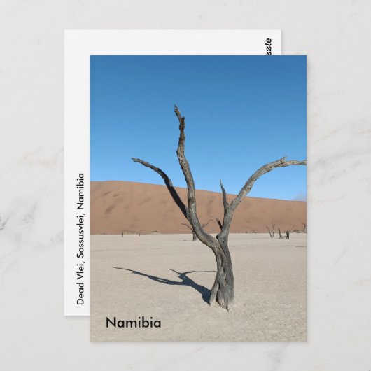 Dead Vlei, Namibia Postcard Postkarte (Vorne/Hinten)