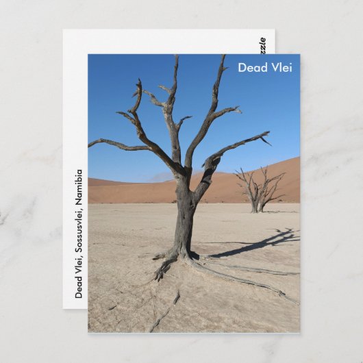 Dead Vlei, Namibia Postcard Postkarte (Vorne/Hinten)