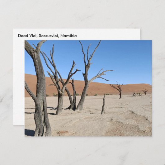 Dead Vlei, Namibia Postcard Postkarte (Vorne/Hinten)