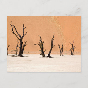 Dead Vlei, Namibia Postkarte