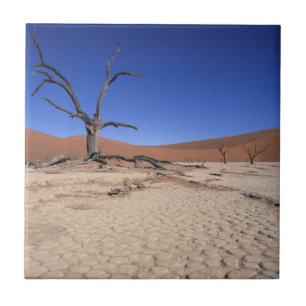 Dead Vlei, Sossusvlei, Namib-Naukluft-Nationalpark Fliese