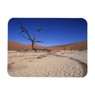 Dead Vlei, Sossusvlei, Namib-Naukluft-Nationalpark Magnet