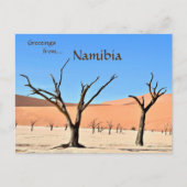 Dead Vlei Sossusvlei Namibia Postkarte (Vorderseite)