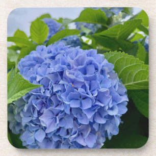 Deanna Day Hydrangea Untersetzer