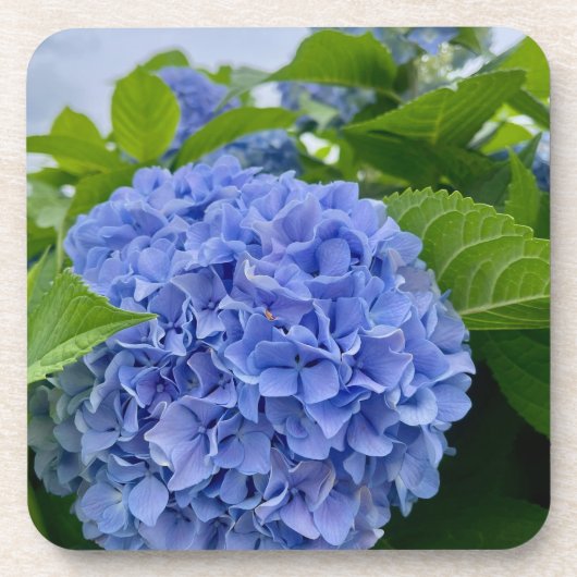 Deanna Day Hydrangea Untersetzer (Vorderseite)