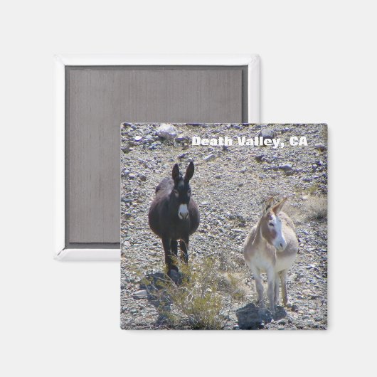 Death Valley Donkey Magnet! Magnet (Vorderseite/Rückseite)