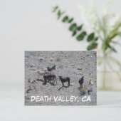 Death Valley Donkey Postcard! Postkarte (Stehend Vorderseite)