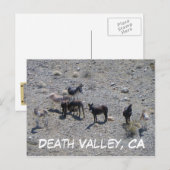 Death Valley Donkey Postcard! Postkarte (Vorne/Hinten)
