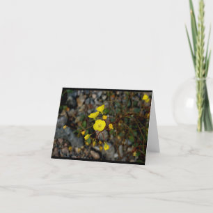 Death Valley Flowers Note Card Karte