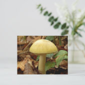 Deathcap Mushroom Postcard Postkarte (Stehend Vorderseite)