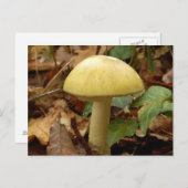 Deathcap Mushroom Postcard Postkarte (Vorne/Hinten)