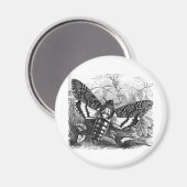 Deathshead Hawk Moth Magnet (Vorderseite/Rückseite)