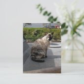 Debbie die Bootskatze Postkarte (Stehend Vorderseite)