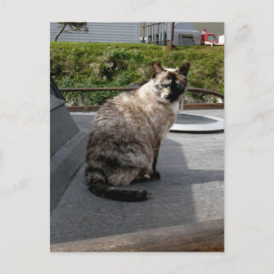 Debbie die Bootskatze Postkarte