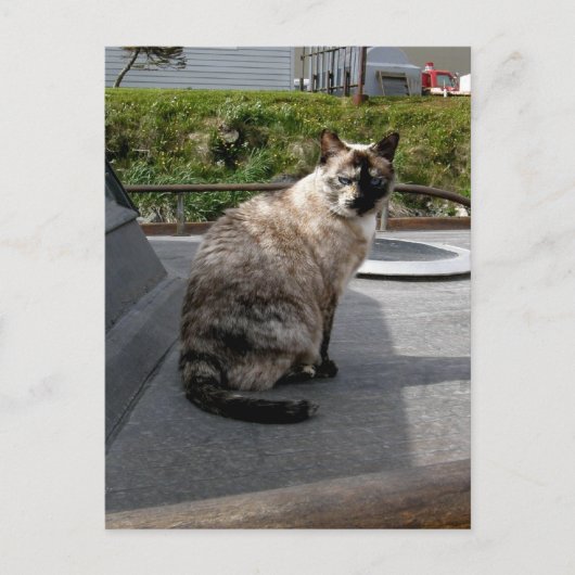 Debbie die Bootskatze Postkarte (Vorderseite)